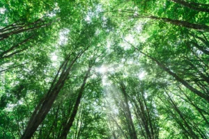 foresta, attività Forest bathing