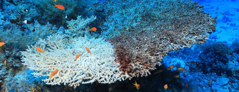 eco-ansia, barriera corallina