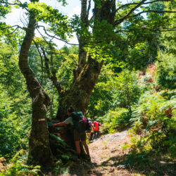 Benessere mentale in natura, team building outdoor