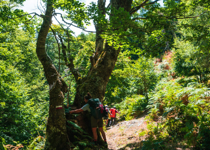 Benessere mentale in natura, team building outdoor