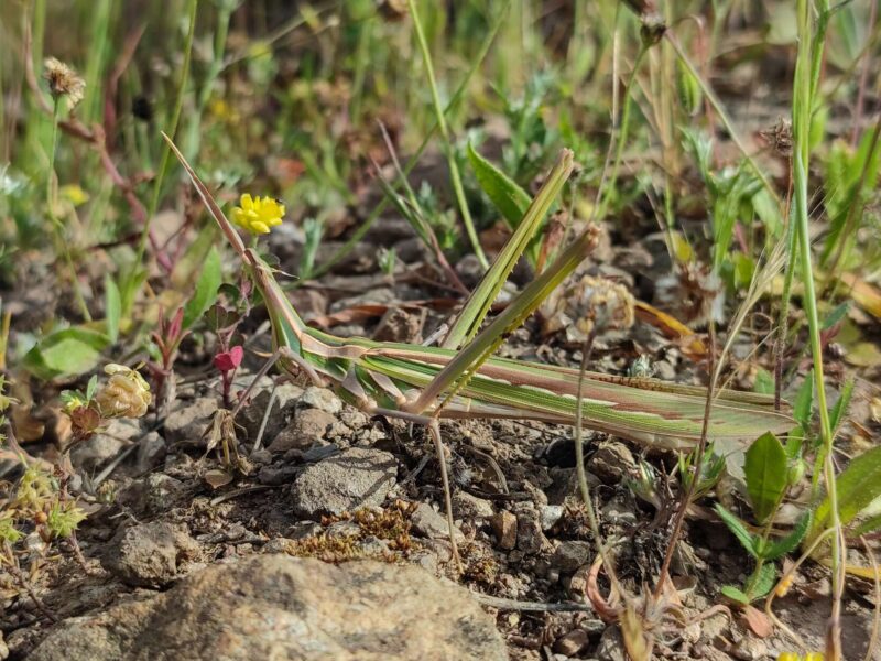 Cavalletta, biodiversità