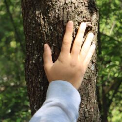 team building outdoor, forest bathing